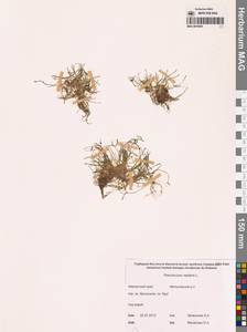 Лютик распростертый, Лютик стелющийся L., Сибирь, Чукотка и Камчатка (S7) (Россия)