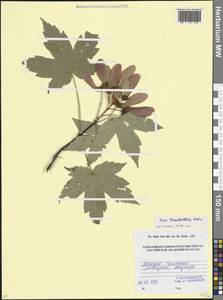 Acer heldreichii subsp. trautvetteri (Medw.) A.E.Murray, Кавказ, Абхазия (K4a) (Абхазия)