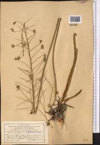 Eremurus soogdianus (Regel) Benth. & Hook.f., Средняя Азия и Казахстан, Западный Тянь-Шань и Каратау (M3) (Киргизия)