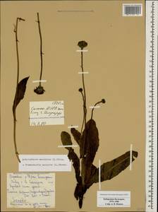 Trommsdorffia maculata (L.) Bernh., Кавказ, Ставропольский край, Карачаево-Черкесия, Кабардино-Балкария (K1b) (Россия)