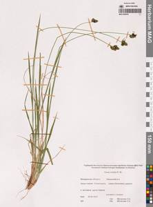 Осока средняя R.Br., Сибирь, Чукотка и Камчатка (S7) (Россия)