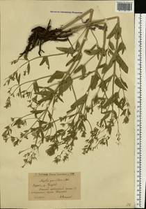 Nepeta ucranica subsp. parviflora (M.Bieb.) M.Masclans de Bolos, Восточная Европа, Нижневолжский район (E9) (Россия)