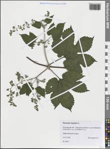 Хмель обыкновенный L., Сибирь, Западная Сибирь (S1) (Россия)