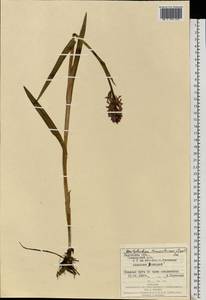 Dactylorhiza majalis subsp. lapponica (Laest. ex Hartm.) H.Sund., Восточная Европа, Западно-Украинский район (E13) (Украина)