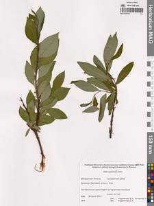 Ива красивая Cham., Сибирь, Чукотка и Камчатка (S7) (Россия)