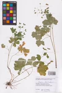 Равноплодник василисниковый L., Восточная Европа, Южно-Украинский район (E12) (Украина)