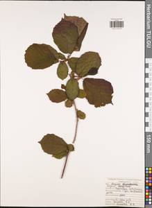 Орешник обыкновенный, Лещина обыкновенная L., Восточная Европа, Центральный район (E4) (Россия)