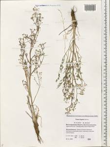 Триния щетинисто-волосистая, Триния щетинистоволосая Hoffm., Восточная Европа, Нижневолжский район (E9) (Россия)