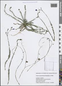 Linum austriacum subsp. squamulosum (Juz.), Крым (KRYM) (Россия)