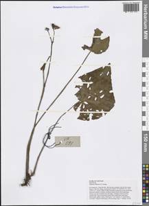 Begonia subhowii S. H. Huang, Зарубежная Азия (ASIA) (Вьетнам)