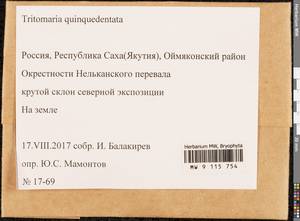 Trilophozia quinquedentata (Huds.) Bakalin, Гербарий мохообразных, Мхи - Якутия (B19) (Россия)