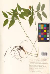 Горошек разветвленный (Maxim.) Ohwi, Сибирь, Дальний Восток (S6) (Россия)