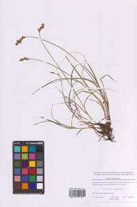 Осока заячья L., Восточная Европа, Московская область и Москва (E4a) (Россия)