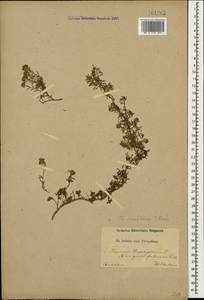 Thymus sipyleus Boiss., Кавказ (без точных местонахождений) (K0)