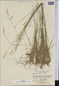 Danthonia spicata (L.) Roem. & Schult., Америка (AMER) (Канада)