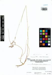 Poa pratensis subsp. turfosa (Litv.) Vorosch., Сибирь, Прибайкалье и Забайкалье (S4) (Россия)