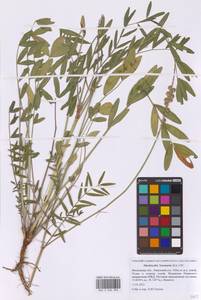 Эспарцет горошколистный Scop., Восточная Европа, Московская область и Москва (E4a) (Россия)