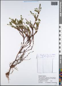 Водяника черная, Шикша черная L., Сибирь, Западная Сибирь (S1) (Россия)