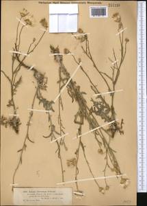 Наголоватка железистоплодная Schrenk, Средняя Азия и Казахстан, Муюнкумы, Прибалхашье и Бетпак-Дала (M9) (Казахстан)