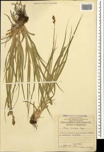 Осока колосистая, Кавказ, Азербайджан (K6) (Азербайджан)