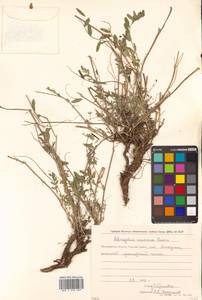 Астрагал приморский Boriss., Сибирь, Чукотка и Камчатка (S7) (Россия)