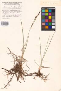 Осока [гибрид], Восточная Европа, Северо-Западный район (E2) (Россия)