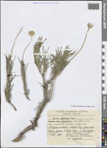 Наголоватка полукустарниковая Regel, Средняя Азия и Казахстан, Западный Тянь-Шань и Каратау (M3) (Казахстан)