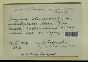 Drepanocladus angustifolius (Hedenäs) Hedenäs & Rosborg, Гербарий мохообразных, Мхи - Якутия (B19) (Россия)