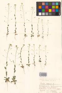 Крупка дубравная L., Восточная Европа, Нижневолжский район (E9) (Россия)