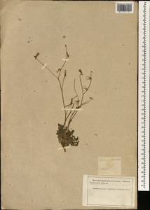 Launaea procumbens (Roxb.) Amin, Зарубежная Азия (ASIA) (Иран)