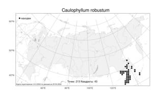 Caulophyllum robustum, Стеблелист мощный Maxim., Атлас флоры России (FLORUS) (Россия)