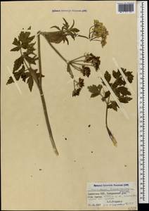 Heracleum transcaucasicum Manden., Кавказ, Армения (K5) (Армения)