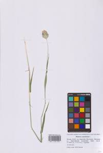 Канареечник канарский L., Восточная Европа, Московская область и Москва (E4a) (Россия)