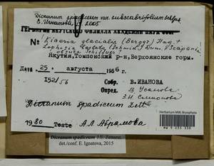 Dicranum spadiceum J.E. Zetterst., Гербарий мохообразных, Мхи - Якутия (B19) (Россия)