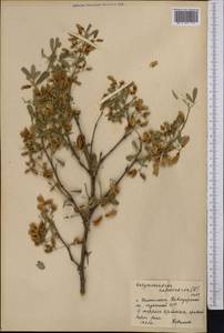 Caragana halodendron (Pall.) Dum.Cours., Средняя Азия и Казахстан, Северный и Центральный Казахстан (M10) (Казахстан)