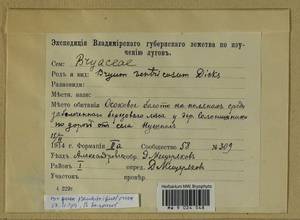 Ptychostomum pseudotriquetrum (Hedw.) J.R. Spence & H.P. Ramsay, Гербарий мохообразных, Мхи - Москва и Московская область (B6a) (Россия)