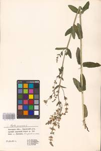 MHA 0 155 643, Котовник голый, Восточная Европа, Центральный лесостепной район (E6) (Россия)