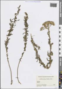 Тысячелистник щетинистый, Чихотник щетинистый Waldst. & Kit., Кавказ, Краснодарский край и Адыгея (K1a) (Россия)