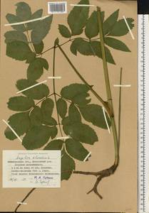 Дудник лесной L., Восточная Европа, Северо-Западный район (E2) (Россия)