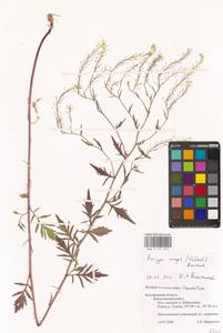 Rorippa × anceps (Wahlenb.) Rchb., Восточная Европа, Центральный лесостепной район (E6) (Россия)