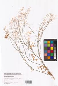 Жерушник короткоплодный (C.A.Mey.) Hayek, Восточная Европа, Нижневолжский район (E9) (Россия)