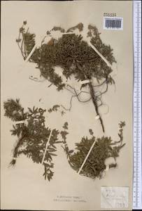 Thymus pannonicus All., Средняя Азия и Казахстан, Северный и Центральный Казахстан (M10) (Казахстан)