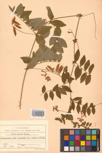 Горошек приятный Fisch. ex Ser., Сибирь, Дальний Восток (S6) (Россия)