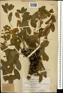 Молочай чешуйчатый Willd., Кавказ, Армения (K5) (Армения)