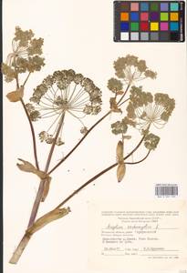 Дудник лекарственный, Дягиль лекарственный L., Восточная Европа, Московская область и Москва (E4a) (Россия)