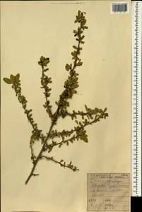 Prunus microcarpa C. A. Mey., Зарубежная Азия (ASIA) (Ирак)