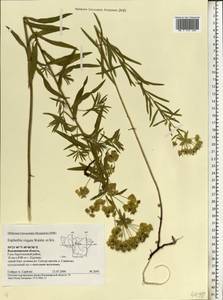 Euphorbia tommasiniana Bertol., Восточная Европа, Центральный район (E4) (Россия)