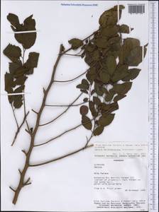 Celtis iguanaea (Jacq.) Sarg., Америка (AMER) (Парагвай)