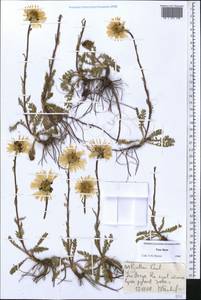 Tanacetum richterioides (C. Winkl.) K. Bremer & Humphries, Средняя Азия и Казахстан, Северный и Центральный Тянь-Шань (M4) (Киргизия)