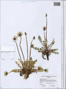 Taraxacum maricum Vasut, Kirschner & Stepánek, Восточная Европа, Московская область и Москва (E4a) (Россия)